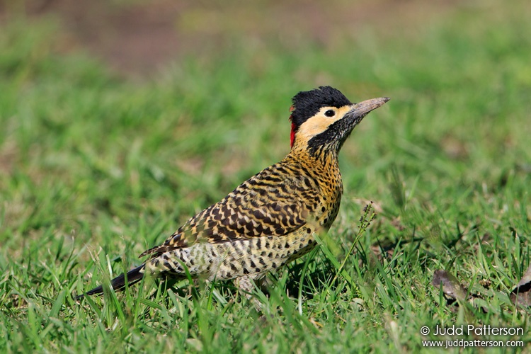 Green-barred Woodpecker, Reserva Ecológica de la Ciudad, Santa Fe, Argentina